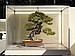 Pine