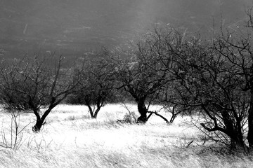 Winter Light  Santa Cruz Valley, Arizona