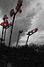 Signal to the Sky