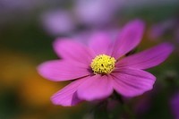 Flower Portraits