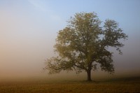 of trees and fog