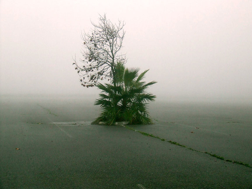 Dina Jackson, lone tree on foggy day, fresno