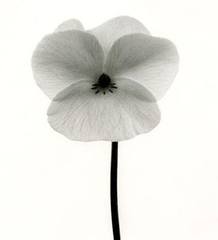 Pansy I