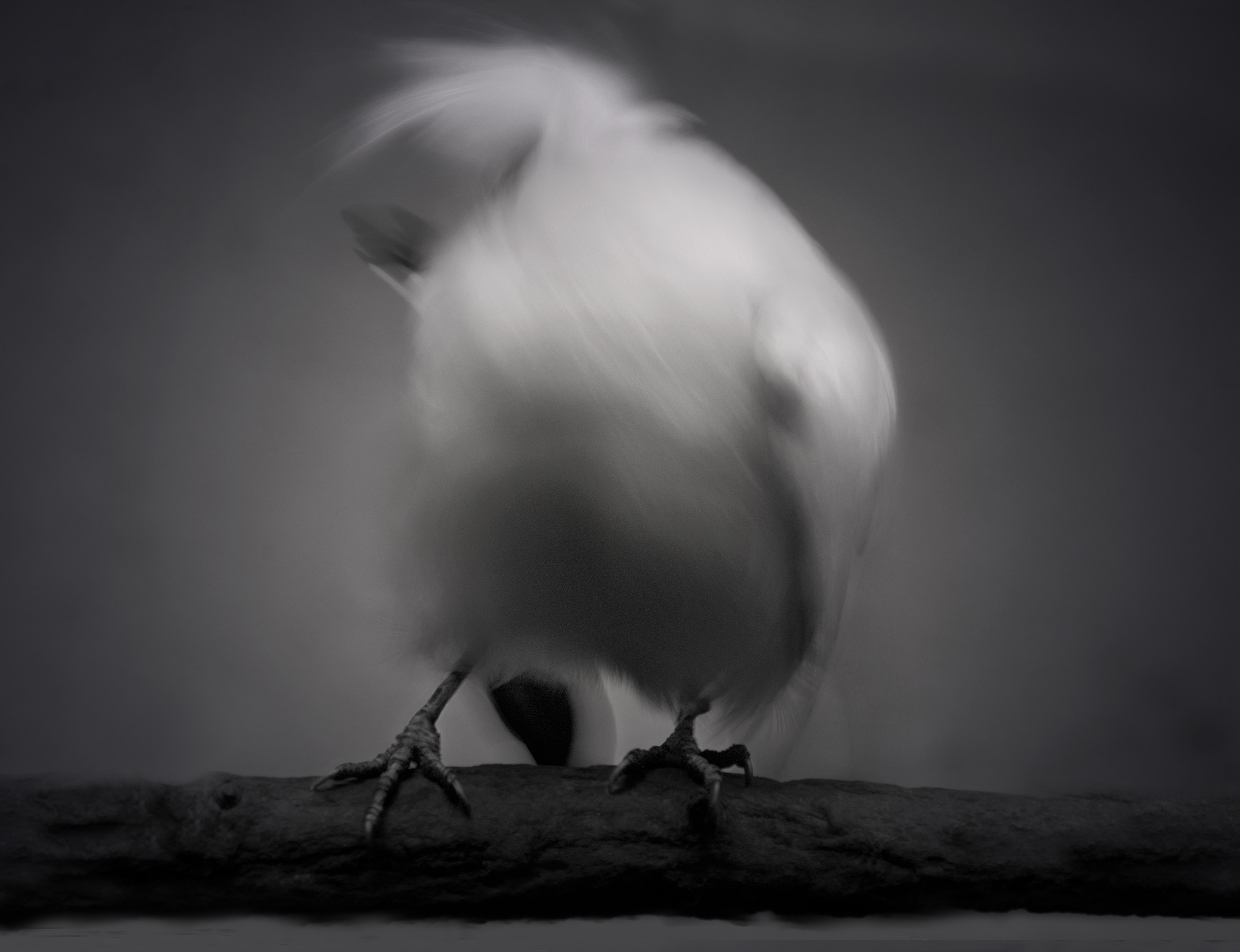 Elliot Ross Mynah Variations