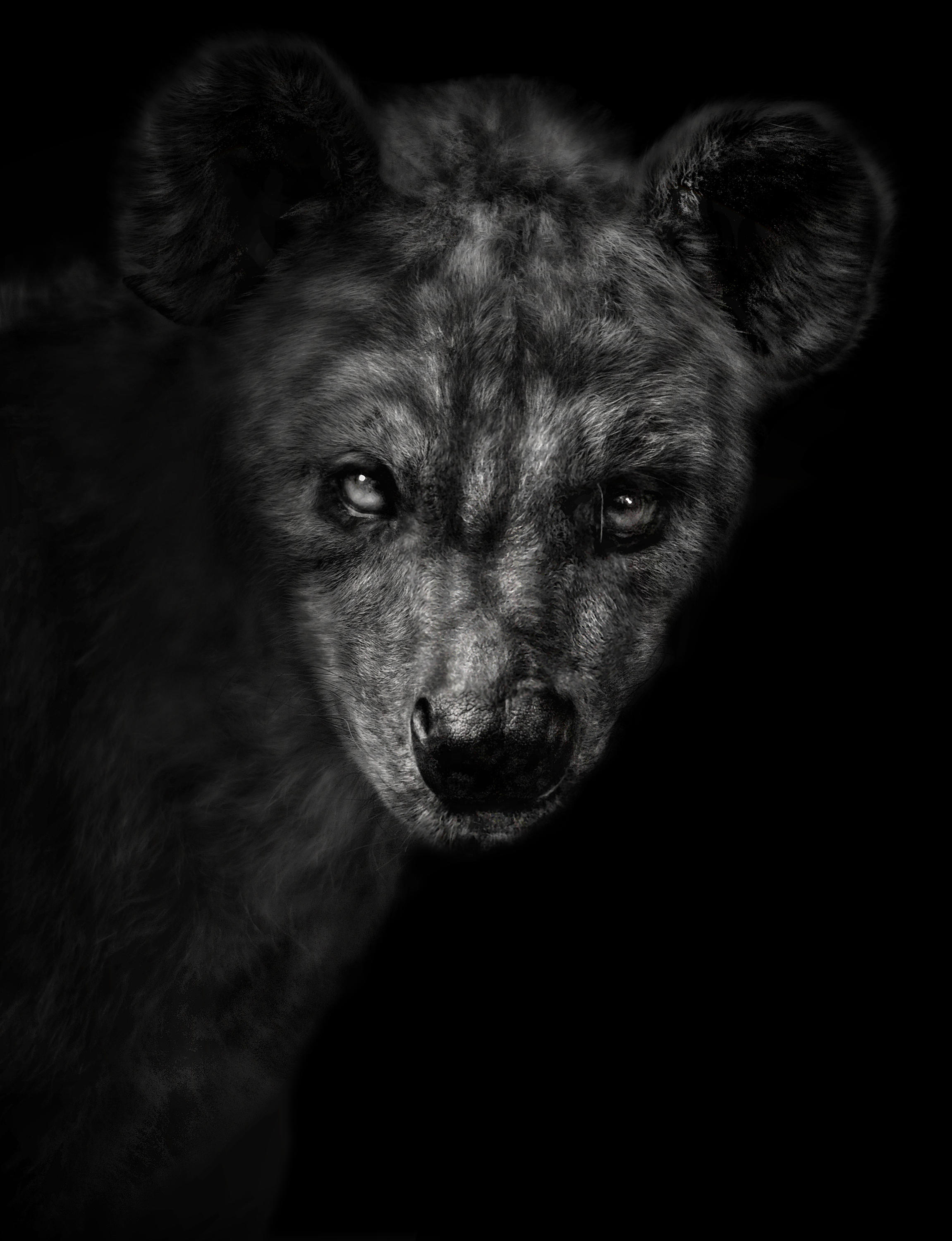 Elliot Ross, Animal (192).(16.5X21.5) 2011 VERSION 2 2 for Visual Server