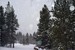Snow and Trees, Breckenridge, CO