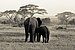  TEMBO~Elephant #1  KENYA