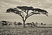 ACACIA TREE and SIMBA~Lion   TANZANIA