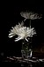 White Crysanthemum