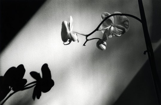 Orchid and Shadow