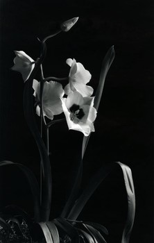 Orchid and Horizontal Light