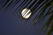 Caribbean, Moon