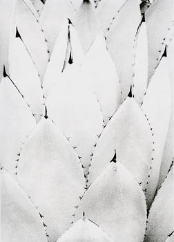 White Agave