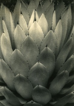 Agave