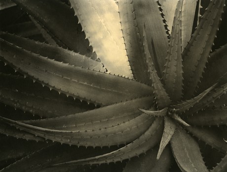 Agave #2