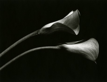 Two Callas