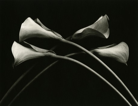 Four Callas