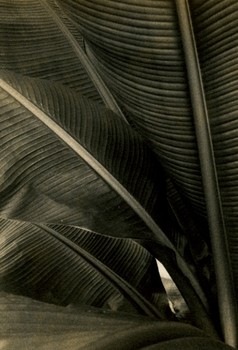 Banana Leafs