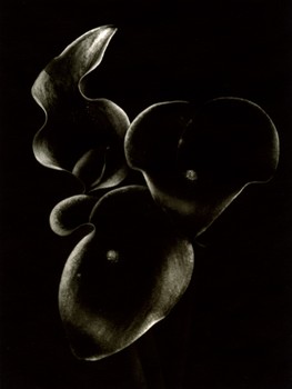 Three Black Callas