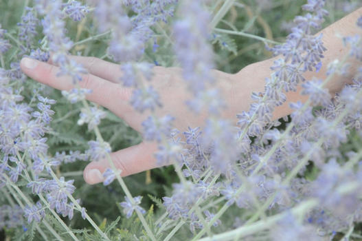touching lavender