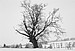 Winter Tree. Essex, England. 1982