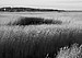 Reed Beds Near Cley. Norfolk, England. 2007
