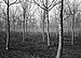 Walnut Trees 3. Umbria, Italy. 2006