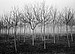 Walnut Trees 2. Umbria, Italy. 2006