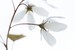 Amelanchier blossom 2014