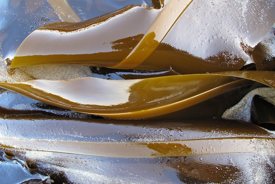 Kelp