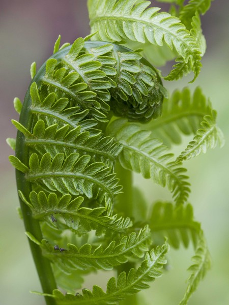 Unfurling Tender Vitality