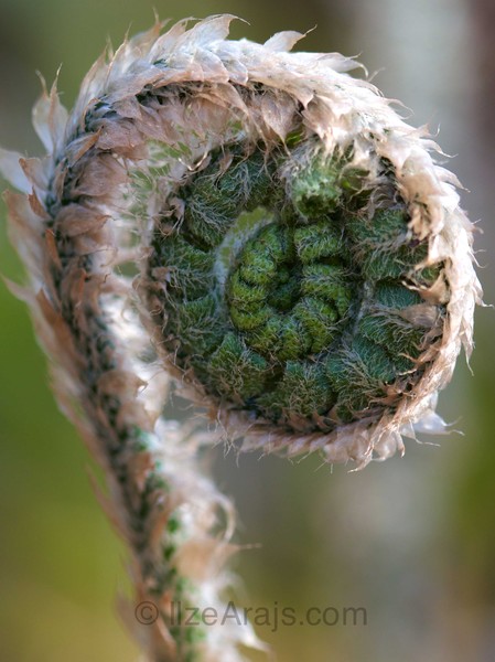 Christmas Ferns