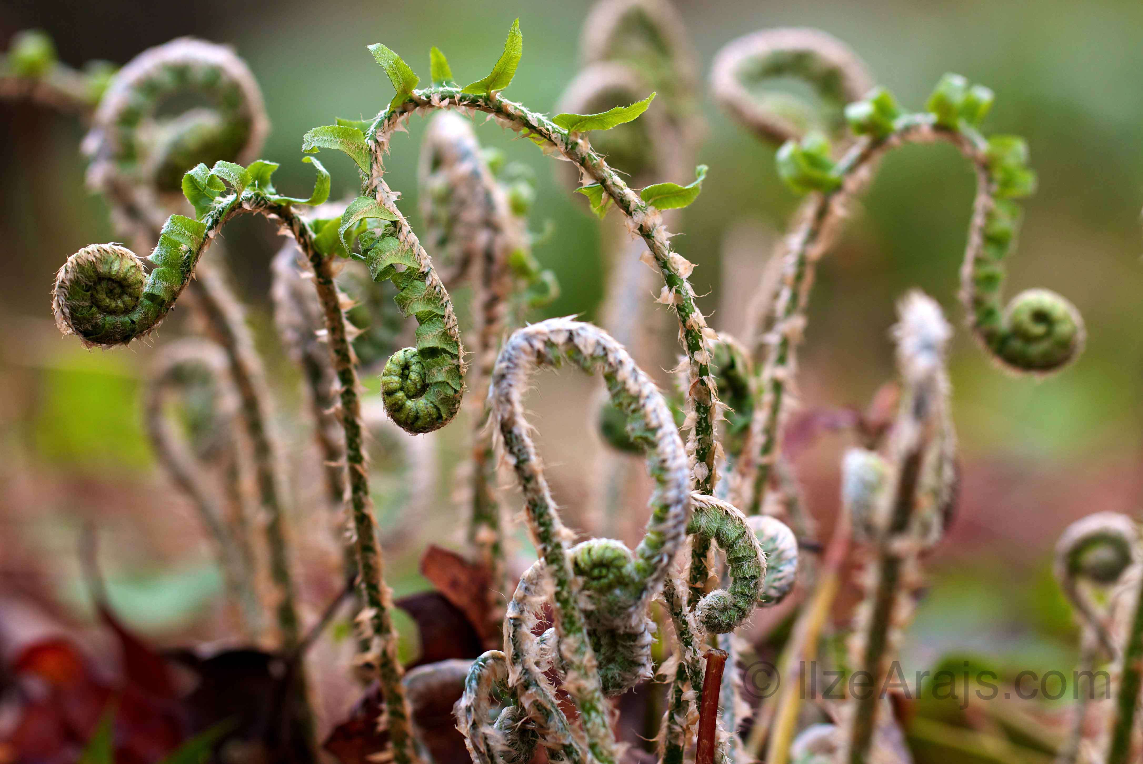 Ilze Arajs, Christmas Fern Unfurling 6