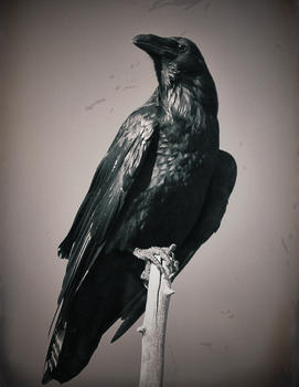 Raven on Pole, New Mexico