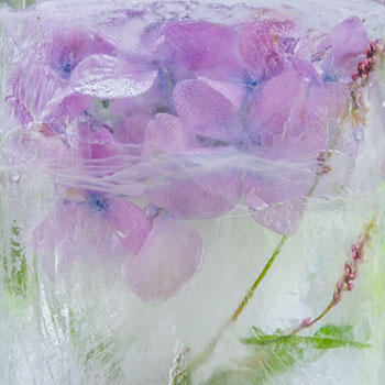 Hydrangea and Grass Weed