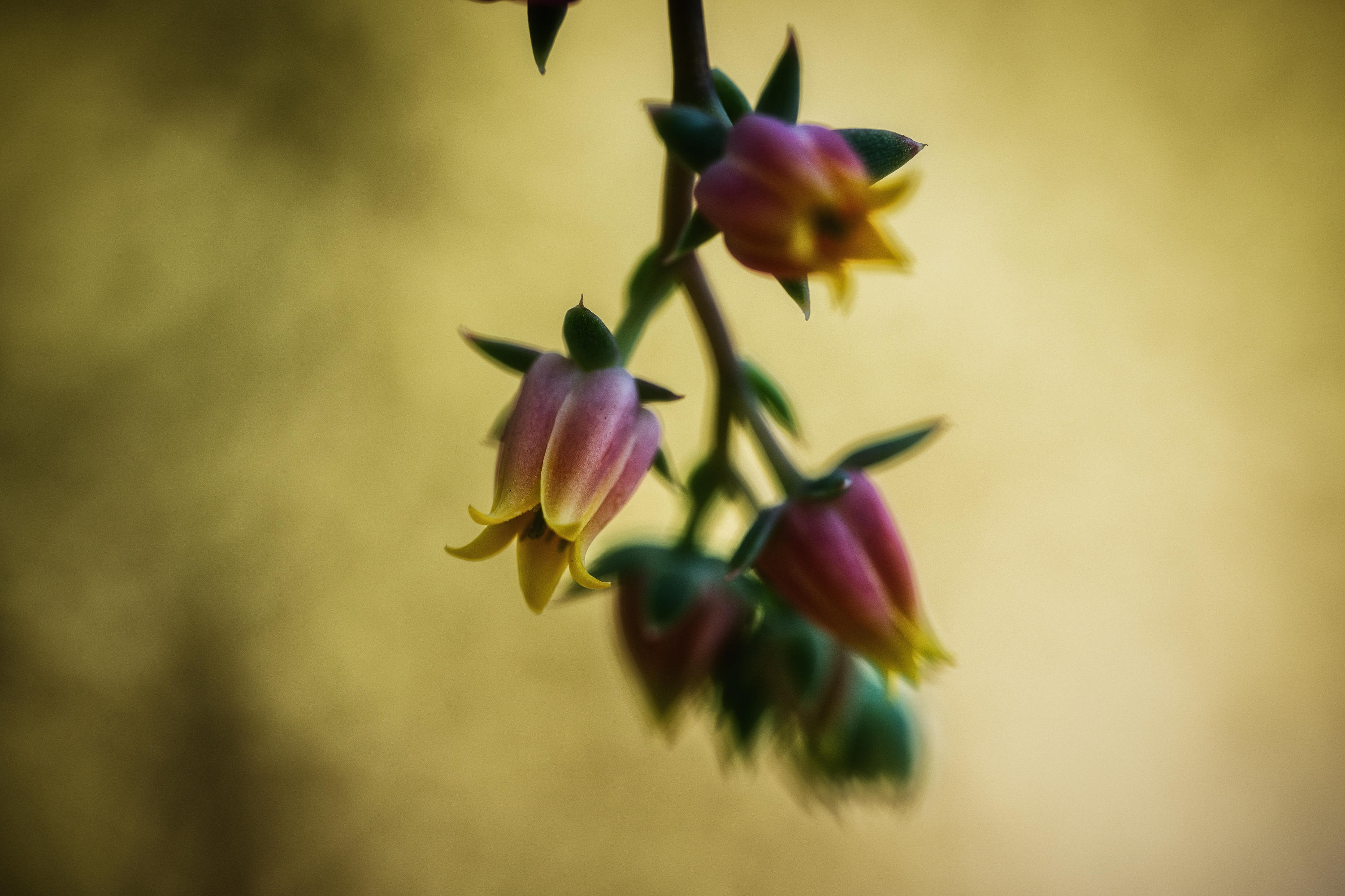 Gordon Ownby, Echevaria Elegans I  ("Mexican Snowball")