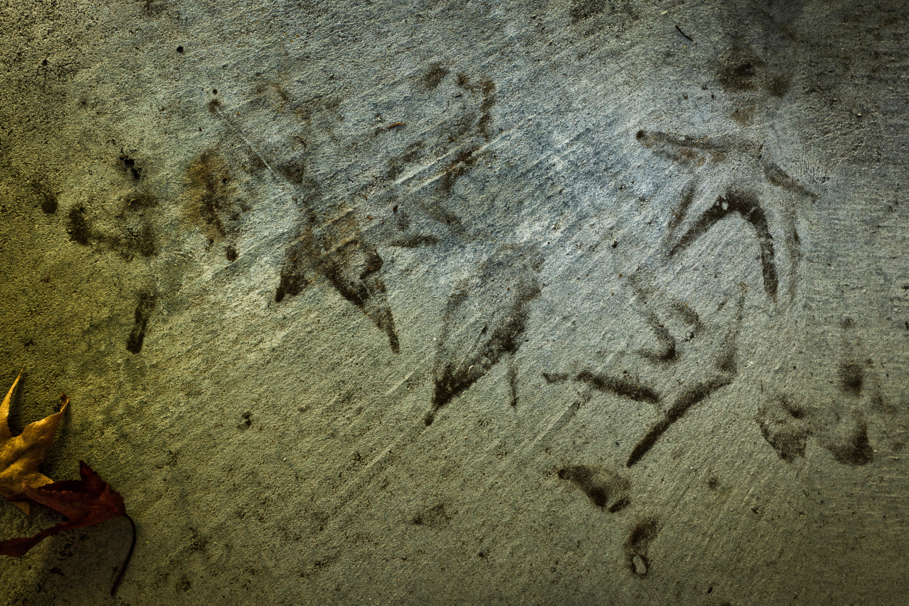 Gordon Ownby, Acer ("Maple")