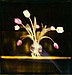 Tulips with Light