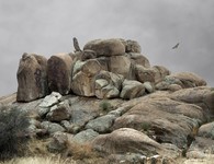 New Mexico Rocks