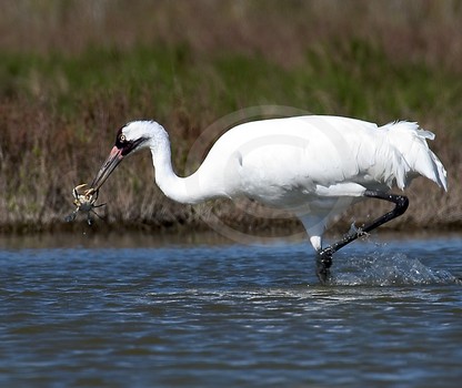 Whooping Crane with main diet, Blue Crab