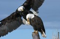 Eagles/Hawks