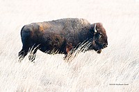December Bison