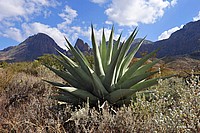 Large Agave 