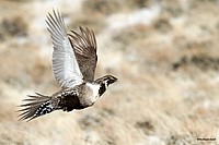 Sage Grouse  in flight