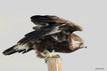 Eagles/Hawks
