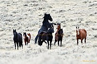 Wyoming Wild Mustangs