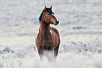 WIld Wyoming Mustang Stallion