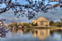 Cherry Blossoms and Jefferson Memorial