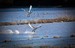 Tundra Swans in Takeoff
