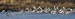 Tundra Swans Lifting Off
